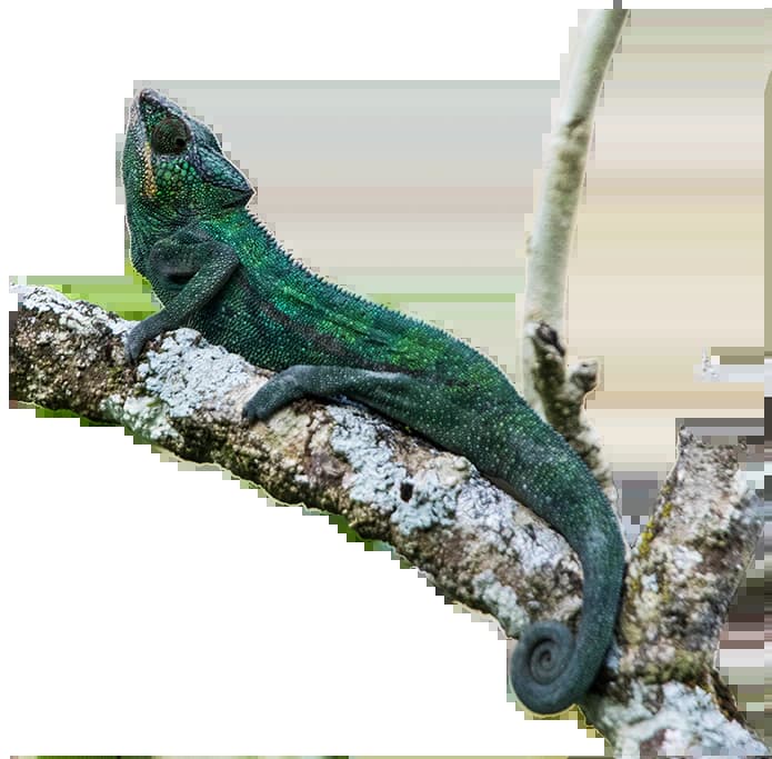 Cameleon