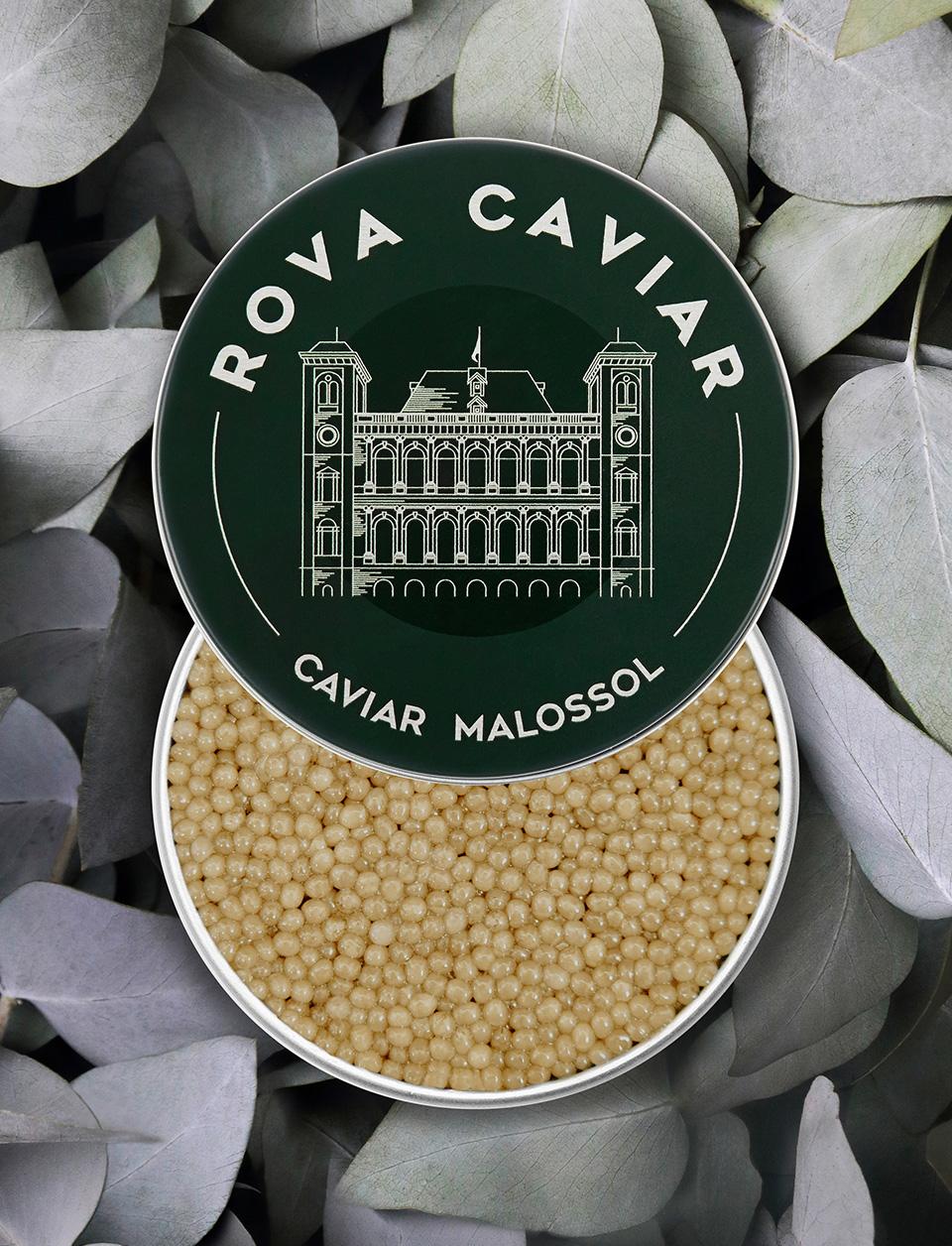 Caviar Shipova